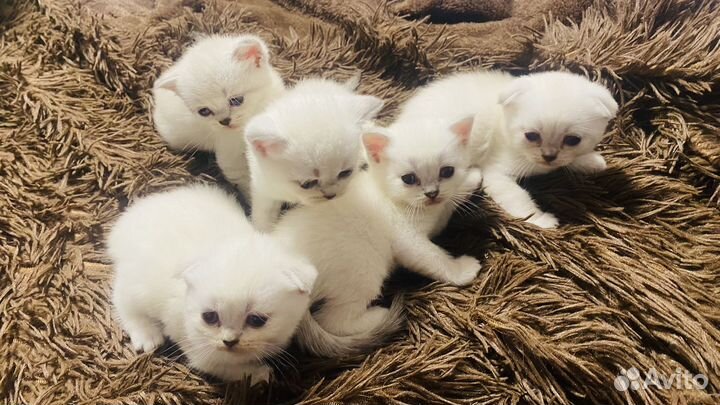 Шотландские котята