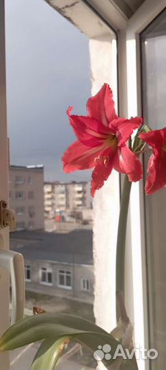 Дендробиум