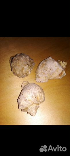 Рапан для аквариумов и поделок