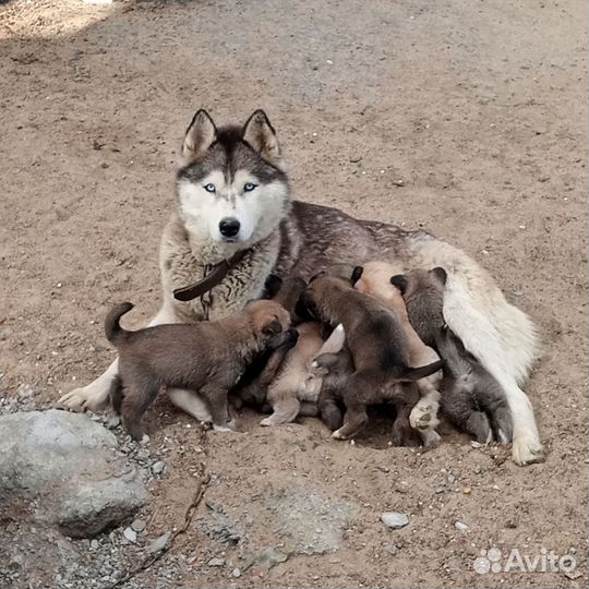 Отдам щенков метисы
