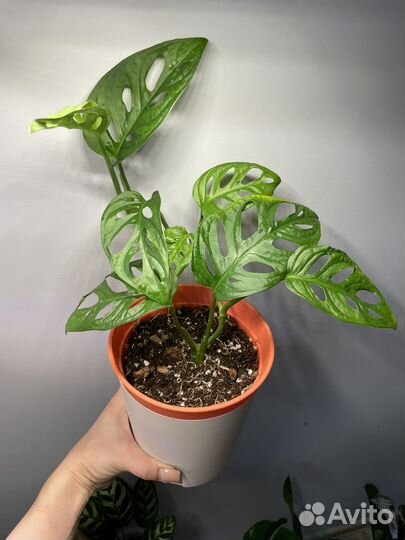 Монстера Адансона