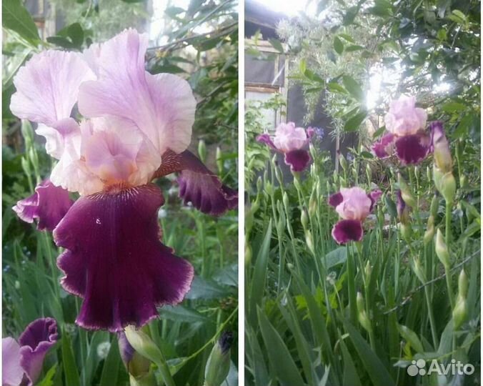 Ирисы бородатые,ирисы карликовые