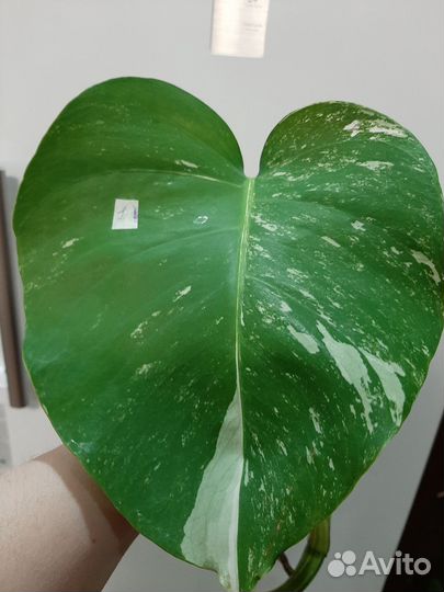 Монстера альба