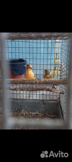 Канарейки певчие птицы