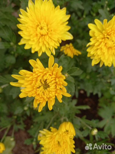 Хризантема