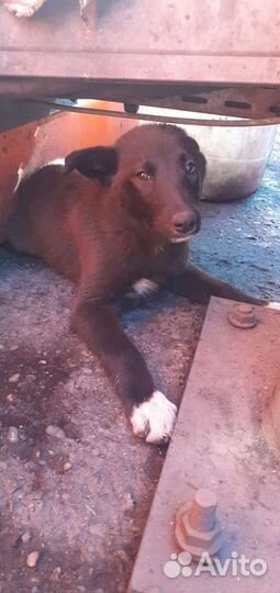 Двортерьер