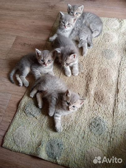 Кошки в добрые руки