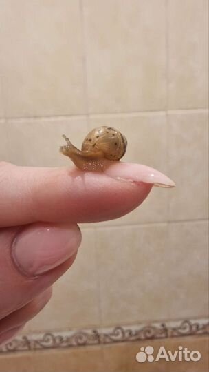 Улитки ахатины маленькие