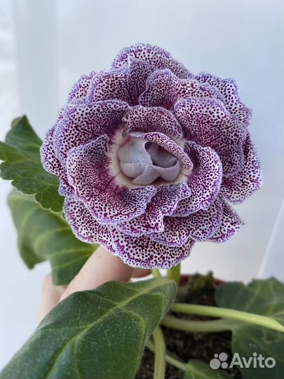 Сортовые глоксинии