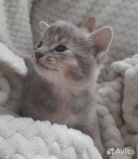 Котята чаузи