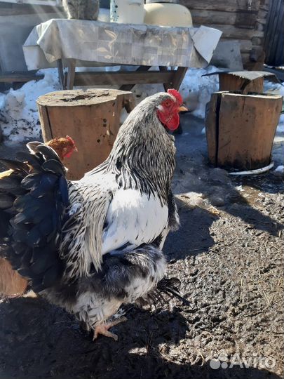 Петух Брама