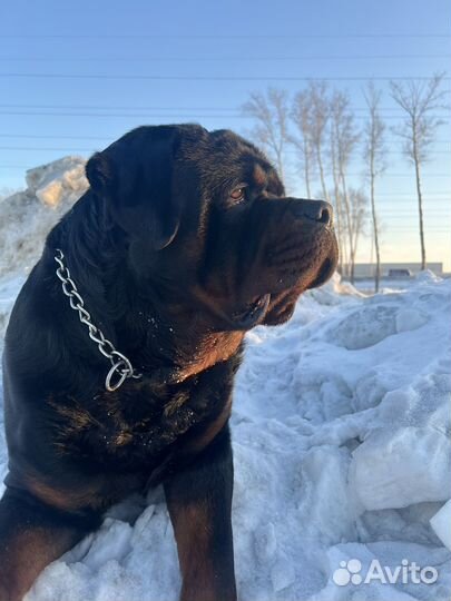 Вязка ротвейлера