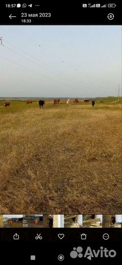 Продаётся коровы