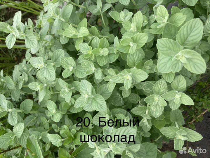 Мята сортовая