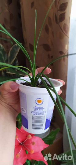 Комнатные цветы