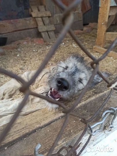 Отдам в добрые руки