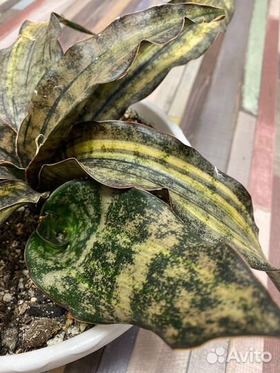 Сансевиерии сортовые