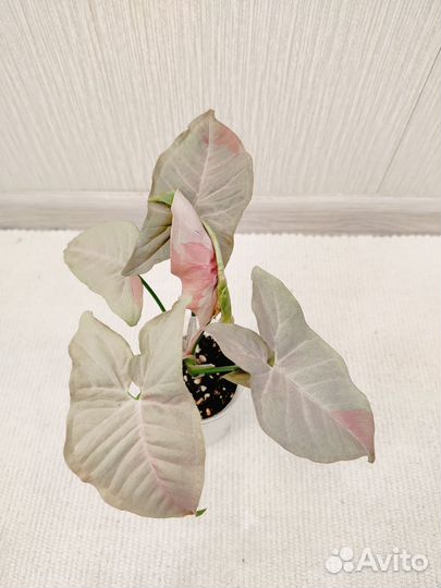 Сингониумы ч.2