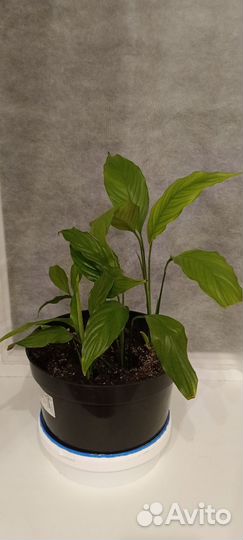 Комнатные цветы