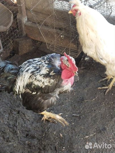 Курочки- молодки и петушки, ия лакендази, утки