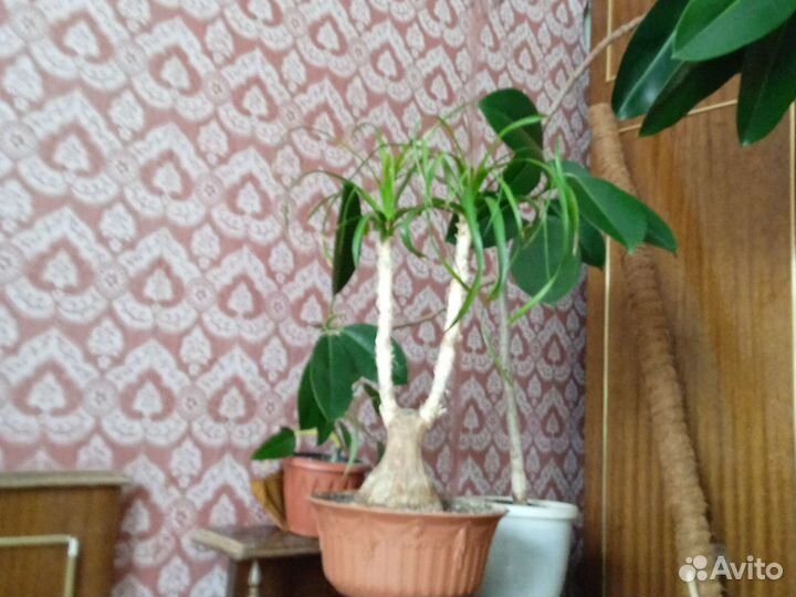 Комнатные растения