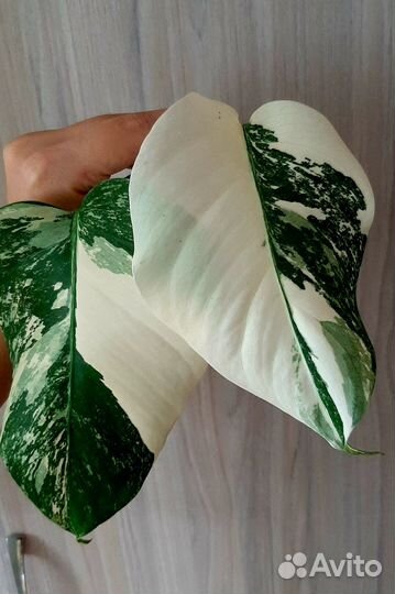 Монстера вариегатная альба