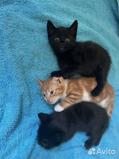 Отдам котенка в добрые руки