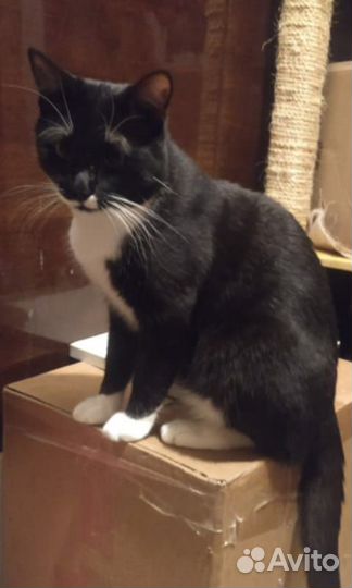 Котик Юрик ищет дом