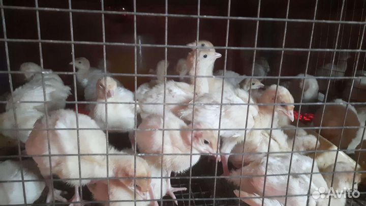 Индюки подрощенные