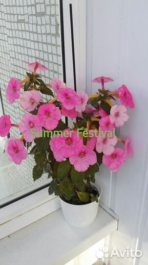 Ахименес, ризомы