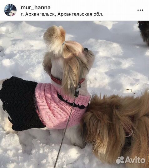 Шубка, ошейник, страховка