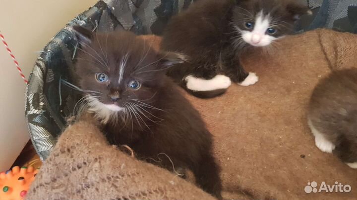 Котята в дар бесплатно