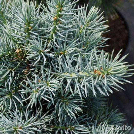 Ель голубая Mecky