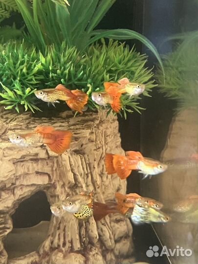 Рыбки гуппи