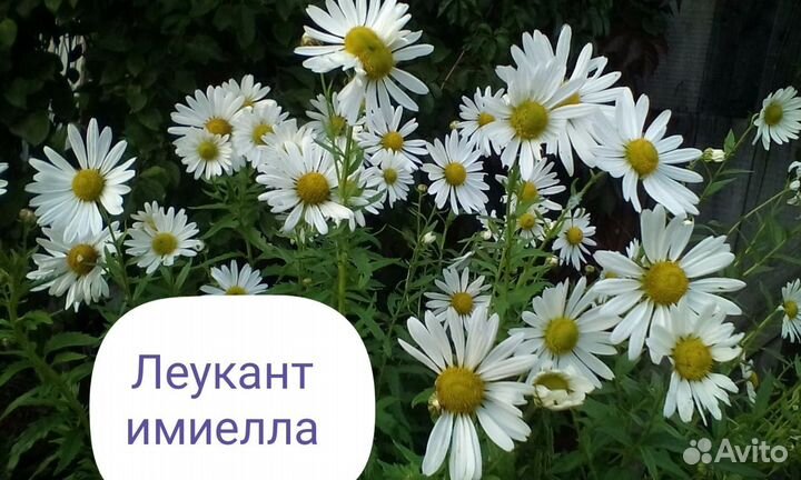 Многолетники Ч. 3.Предварительный заказ