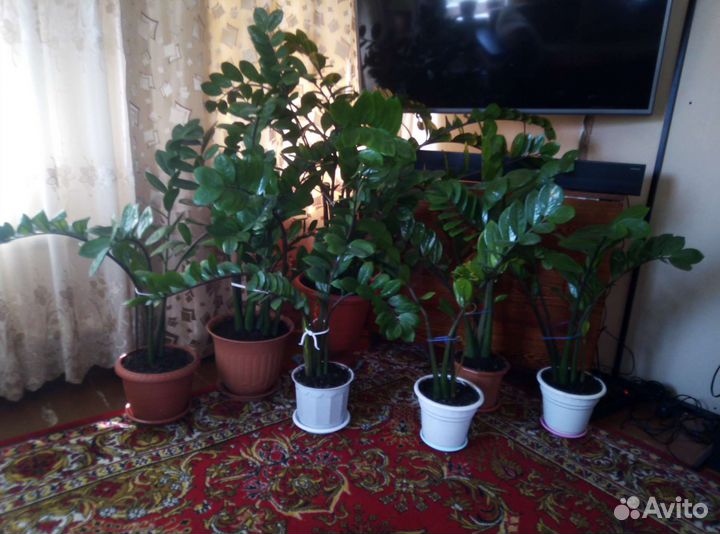 Замиокулькасы