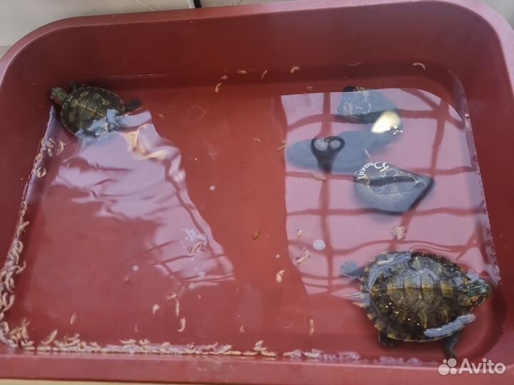 Красноухая черепаха