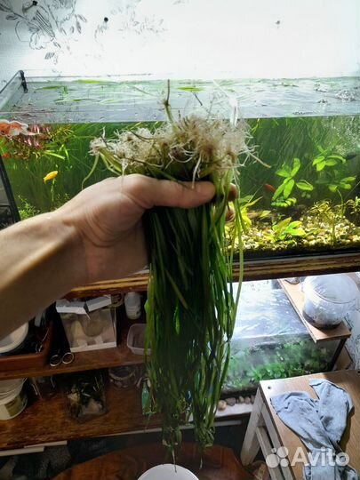 Растения для аквариума