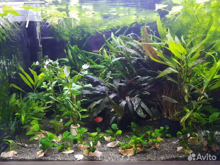 Аквариумные растения с доставкой почтой