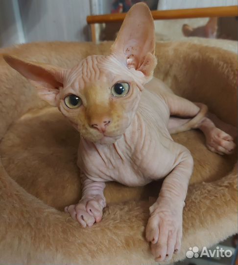 Канадский сфинкс котенок мальчик