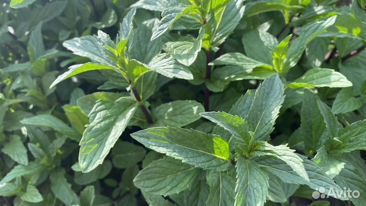 Мята рассада и на срез