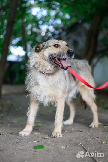 Небольшой молодой парень Верный