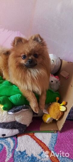 Померанский шпиц