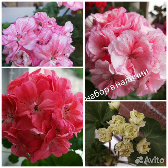 Пеларгония герань набор