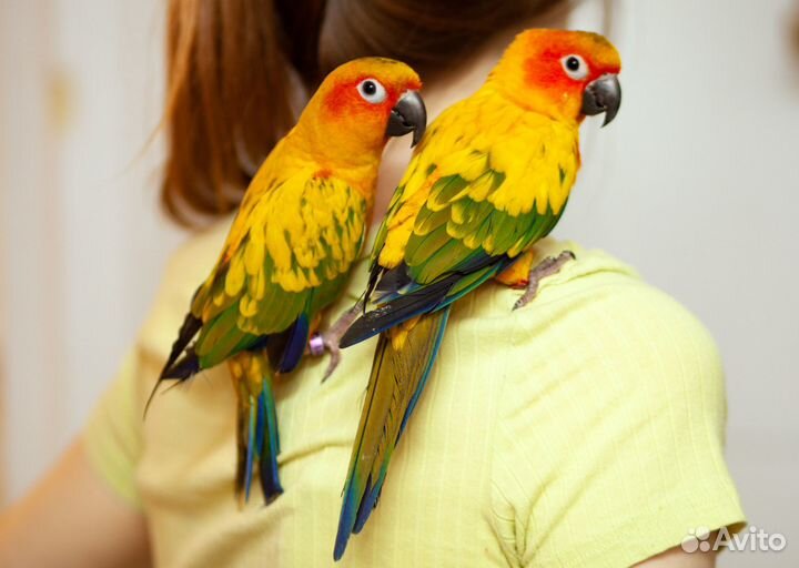 Солнечный аратинга птенцы выкормыши