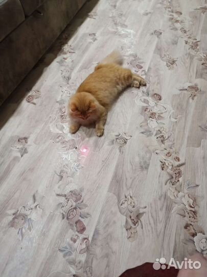 Рыжая кошка девочка