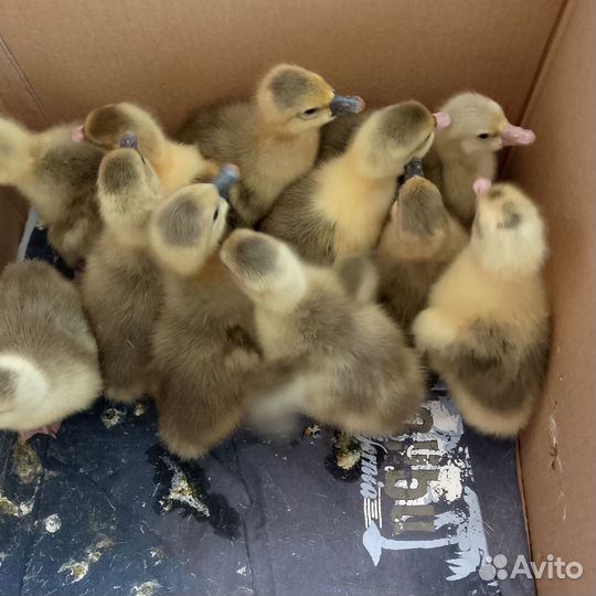 Продам гусят