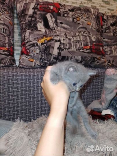 Отдадим котят