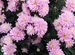 Хризантемы корейские (многолетние цветы)