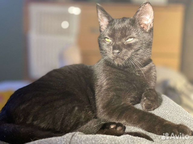 Кошка в дар бесплатно